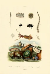 Limace de Mer